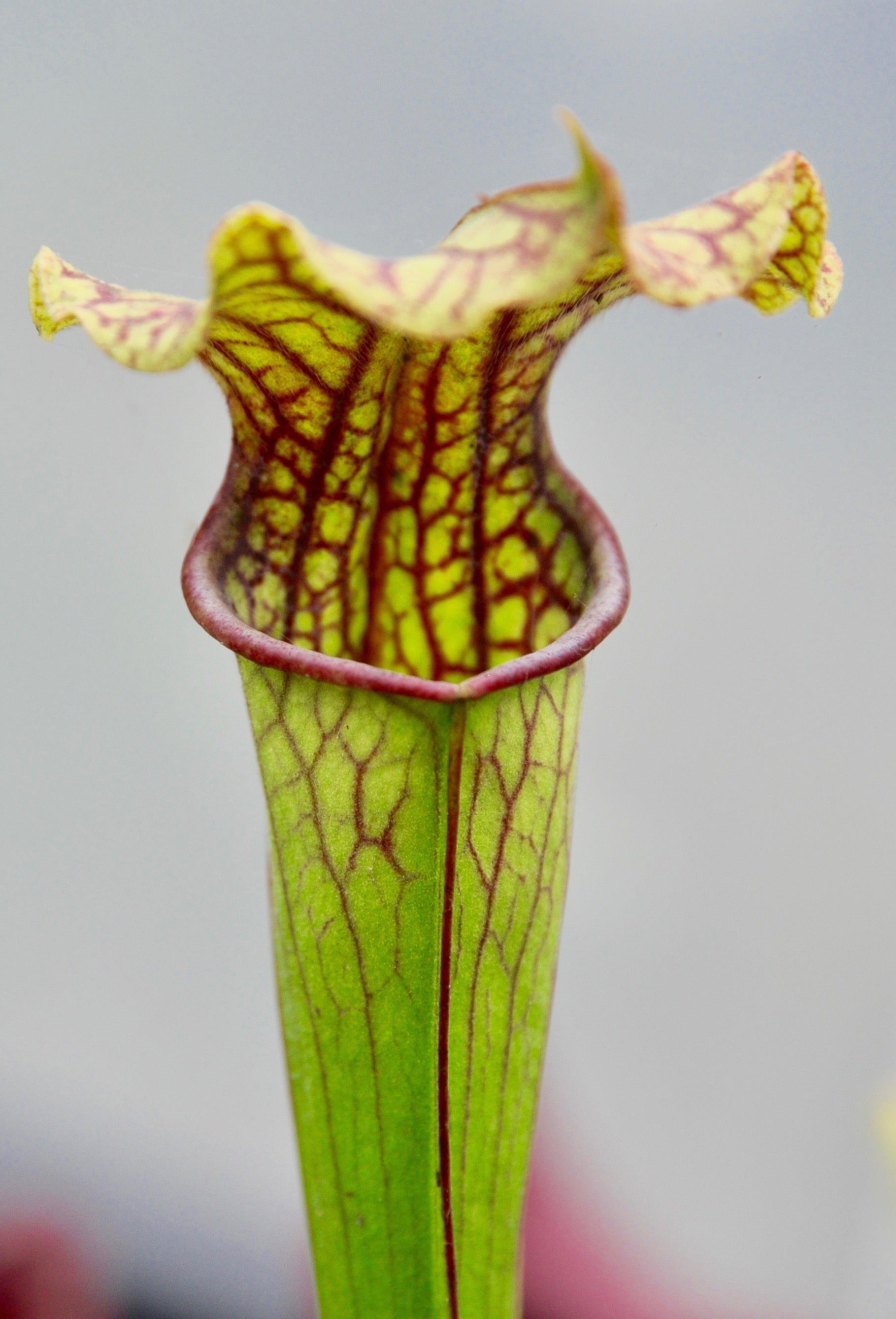 Carniflore Sarracenia Daniel Rudd plante carnivore 1 point