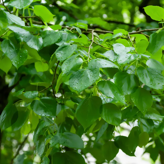 Bakker Tilleul de Crimée Euchlora arbre pot 3L 80-100cm