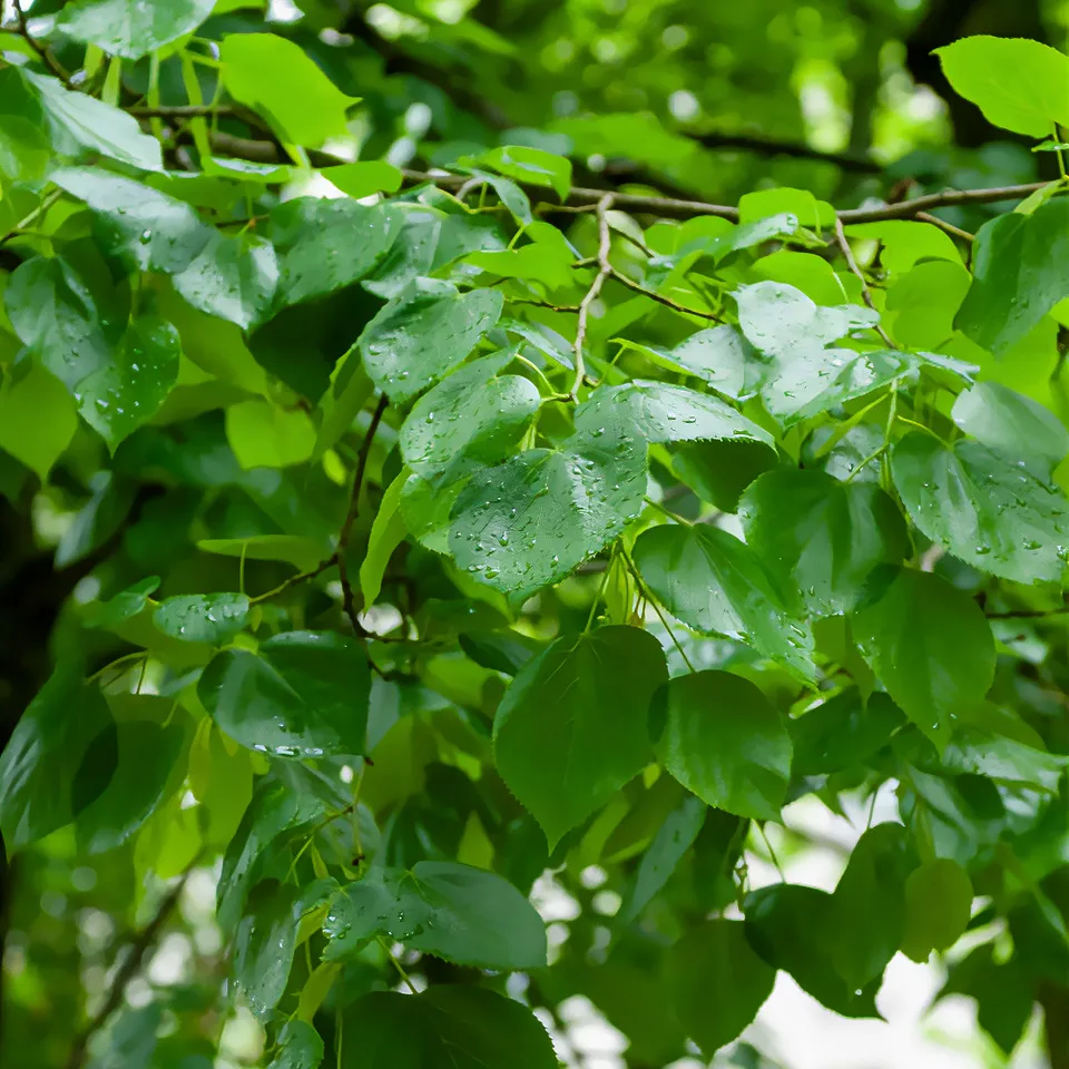 Bakker Tilleul de Crimée Euchlora arbre pot 3L 80-100cm