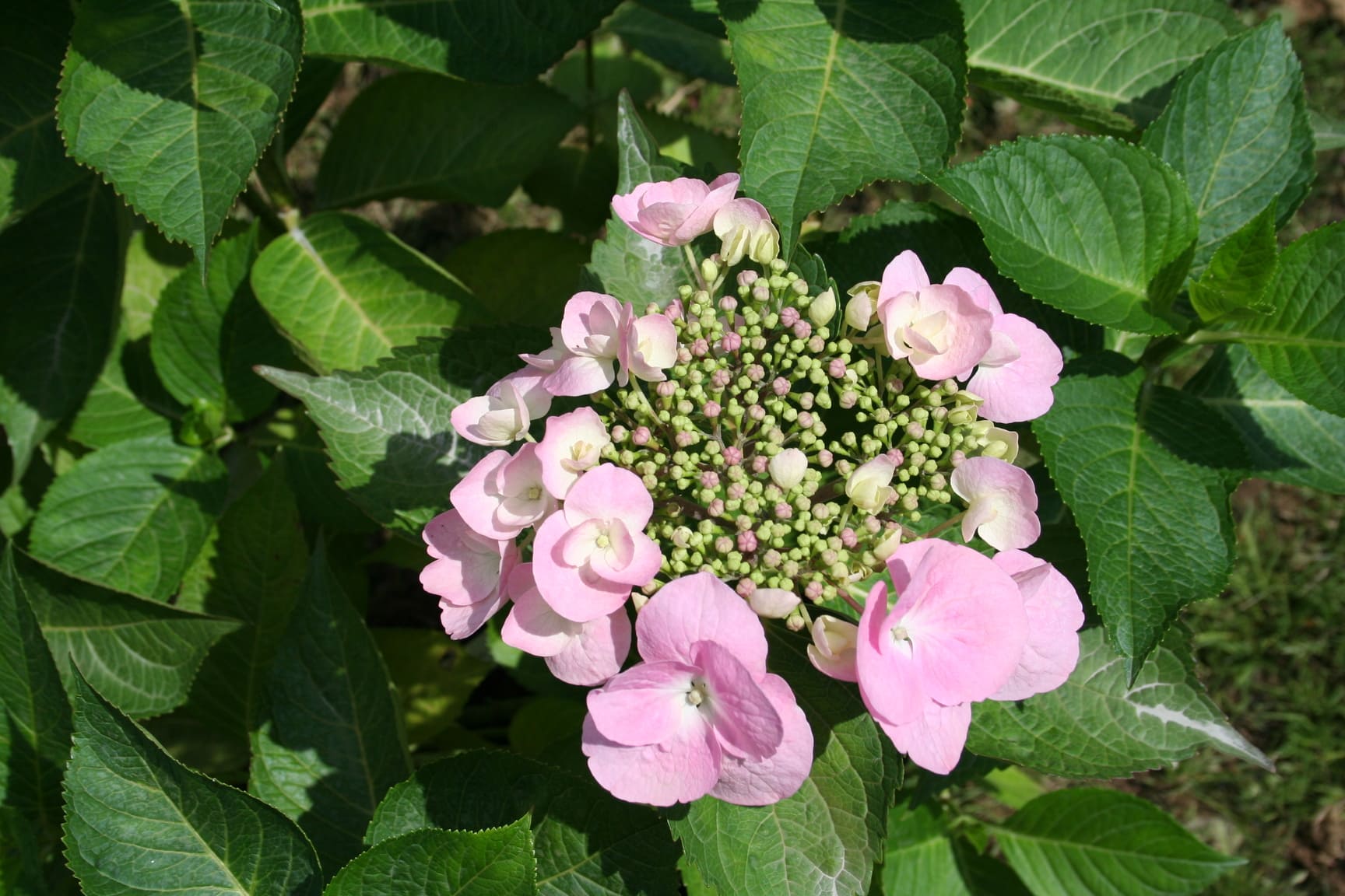 Hydrangea macrophylla King Fisher hortensia fleurs plates jardin