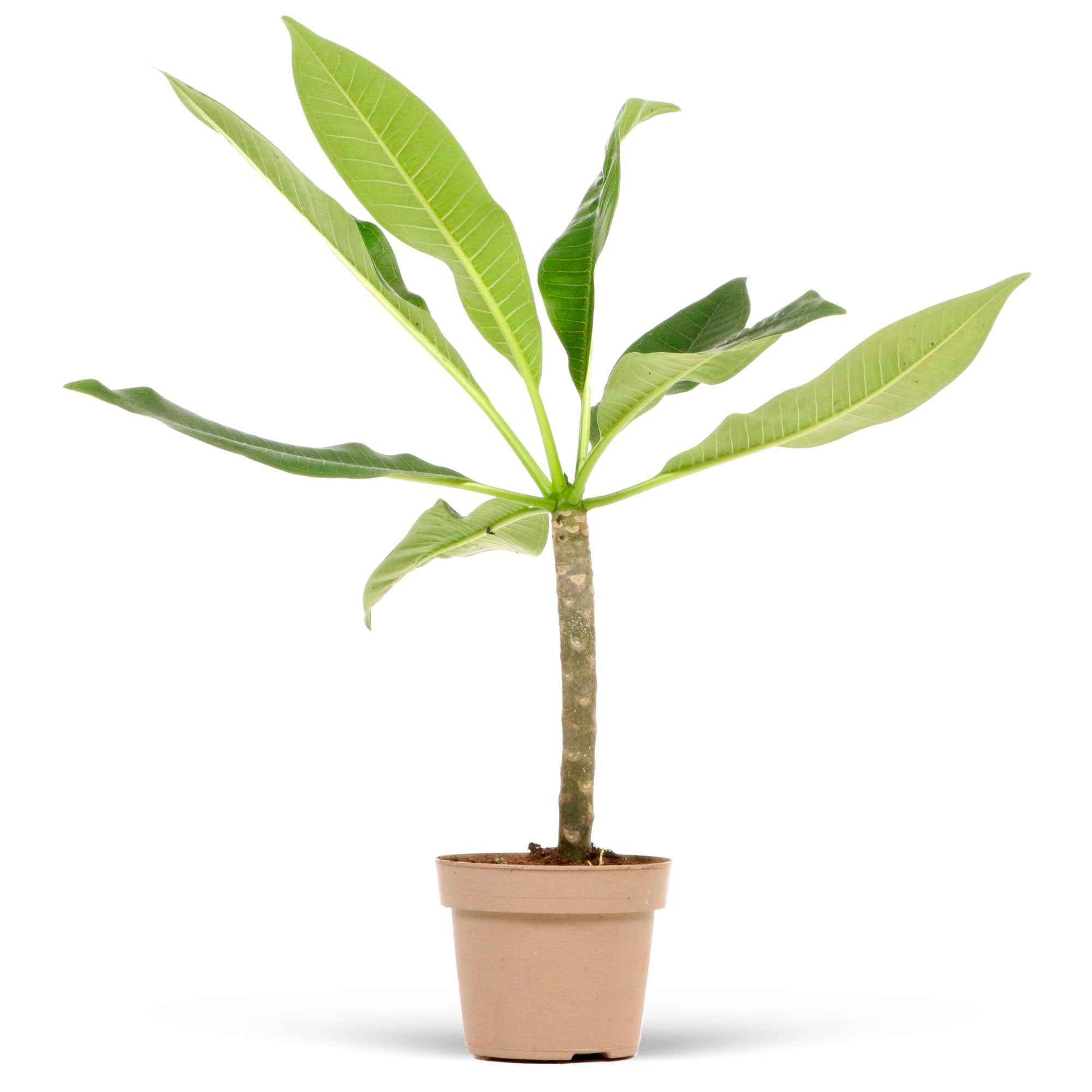 Bakker Frangipanier rouge Jazz plante pot Ø14cm parfumée