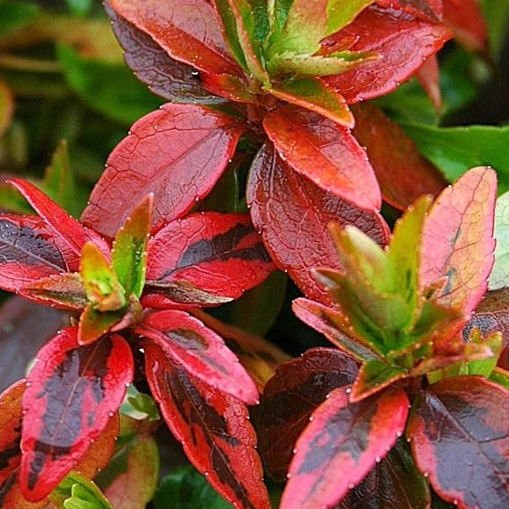 Bakker Abélia Kaleidoscope pot 2L 30-40cm persistant