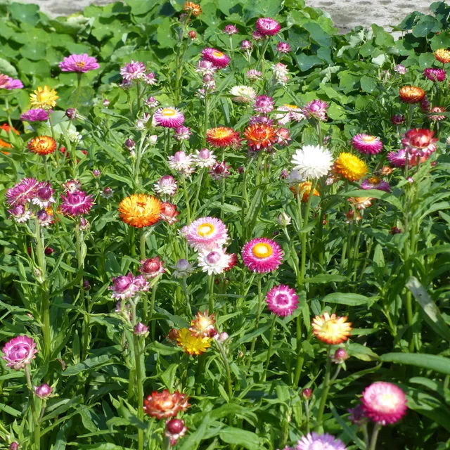 Bakker Immortelle grosses fleurs mélange graines 1g fleurs séchées