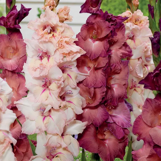 Bakker Glaïeuls Indian Summer bulbes 25 12cm+ mélange