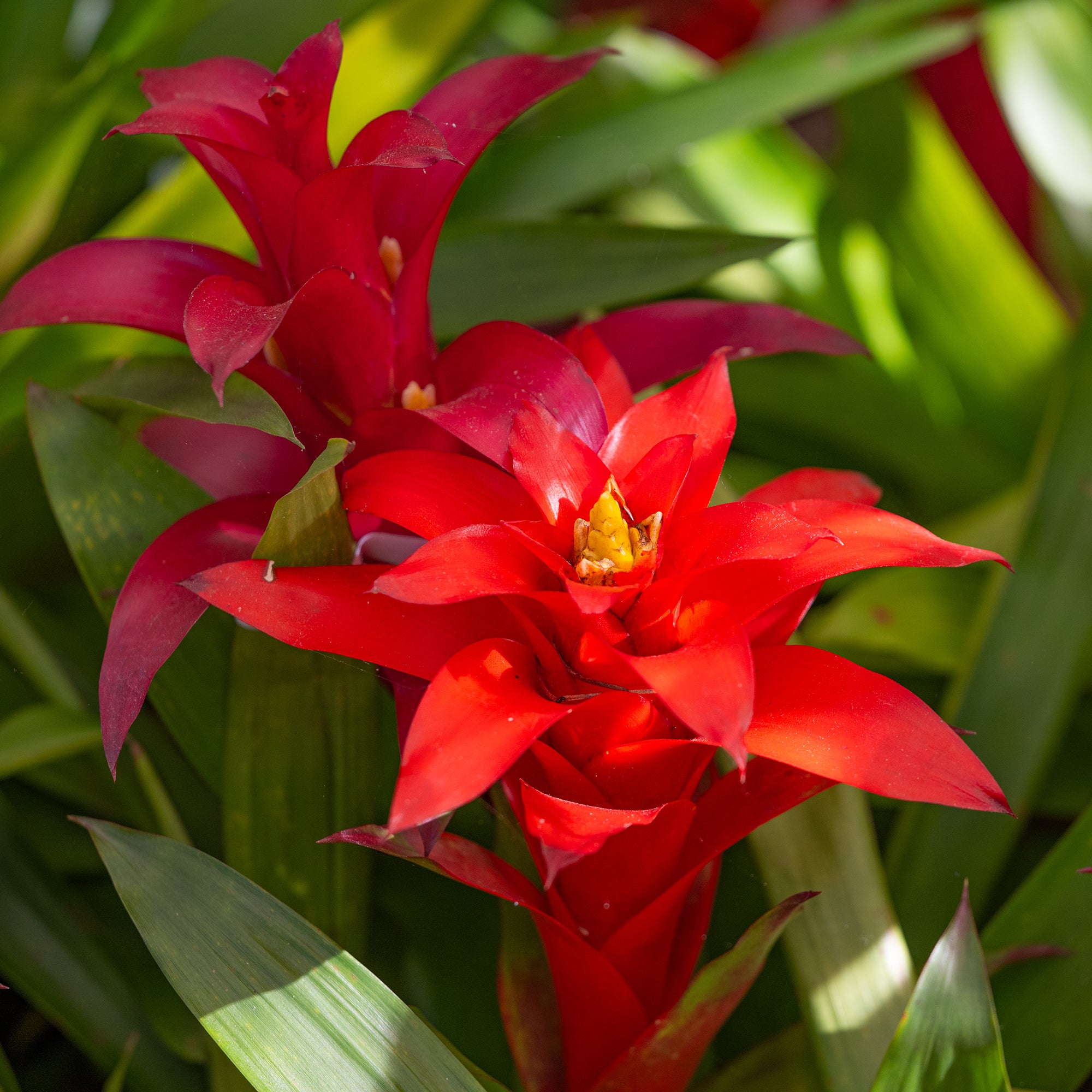 Bakker Bromelia rouge plante d'intérieur pot 9cm fleur 6 mois