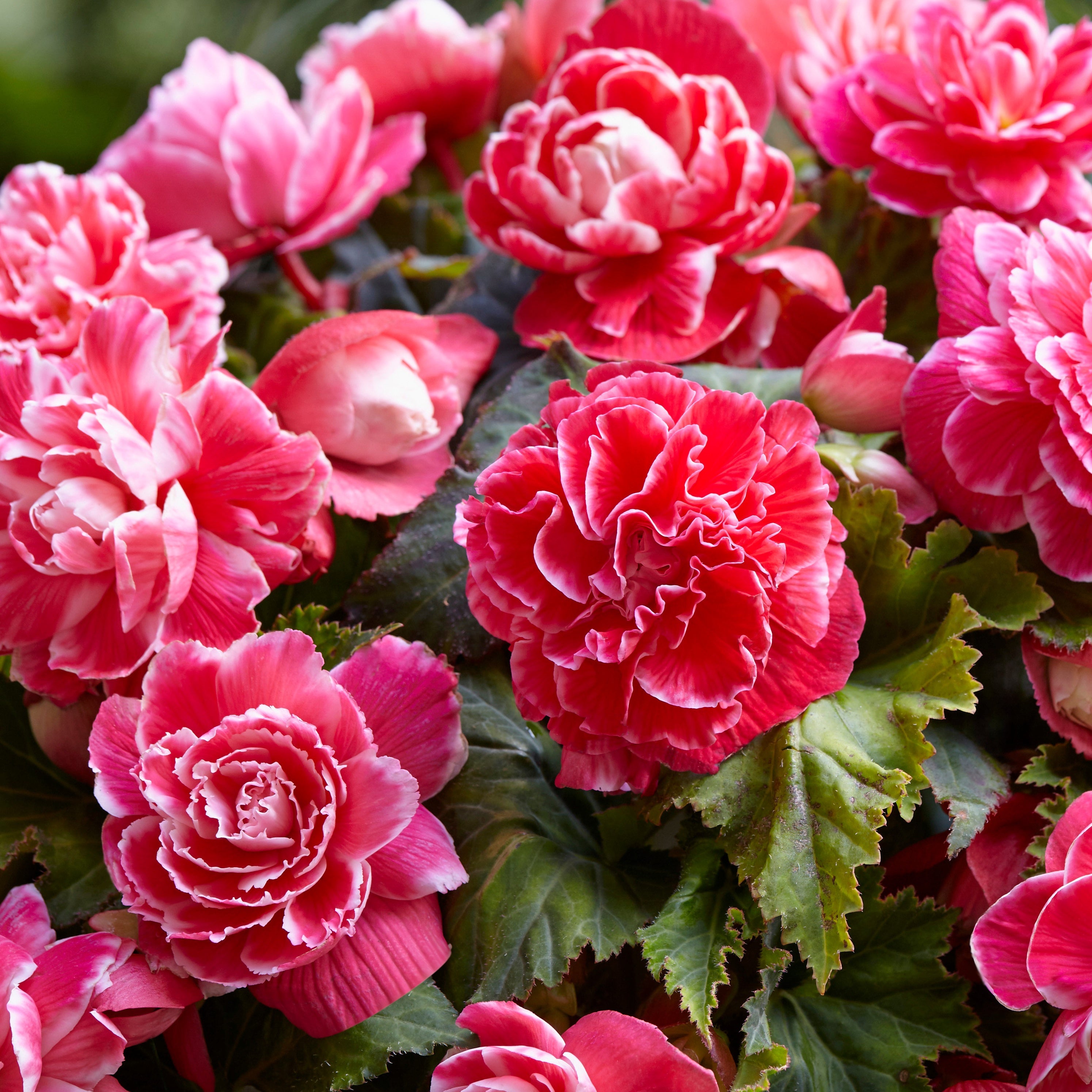 Bakker Begonia Camelia bulbe sachet 5 fuchsia