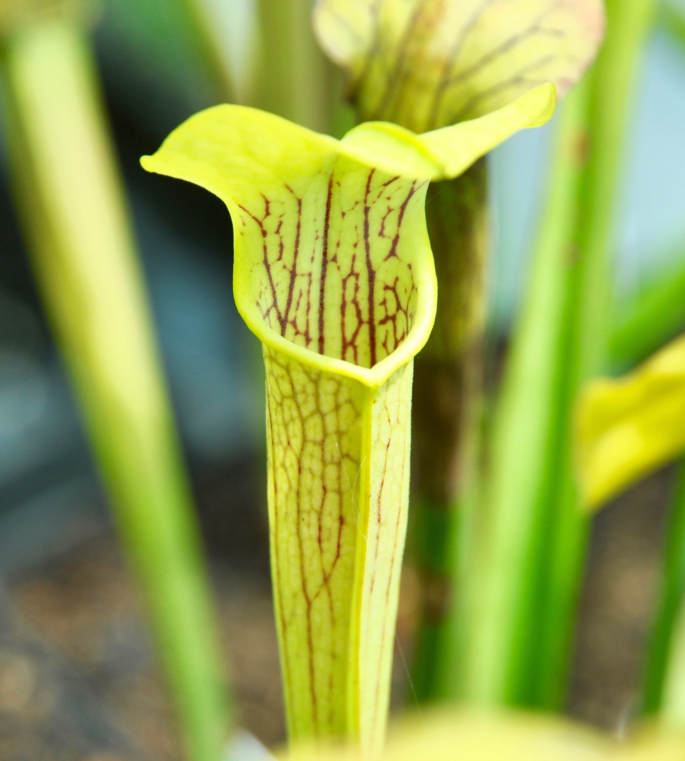 Carniflore Sarracenia alata plante carnivore verte 60 cm