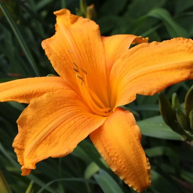Passion Vivaces Hémérocallis Burning Daylight pot 1L orange