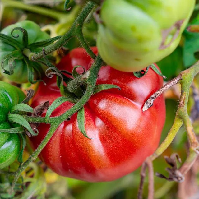 Bakker Brandywine tomate sachet 50 graines chair