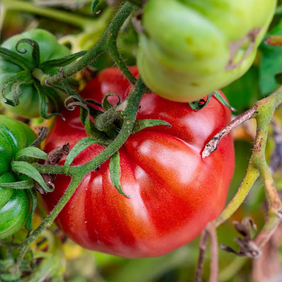 Bakker Brandywine tomate sachet 50 graines chair