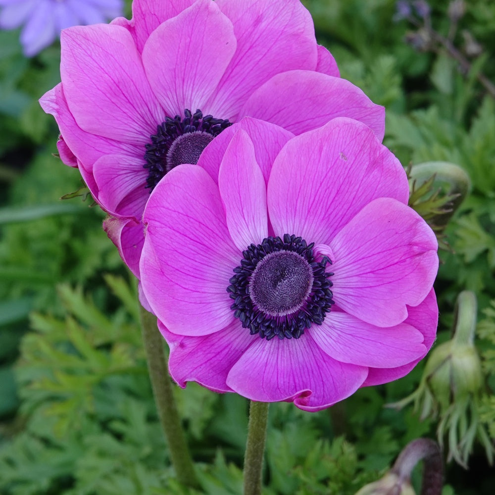 Bakker Bulbes Anémone coronaria rose sachet 20 bulbes printanière