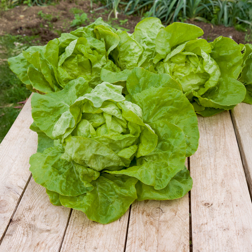 Bakker Potager Laitue Grosse blonde paresseuse sachet 3g 2250 graines