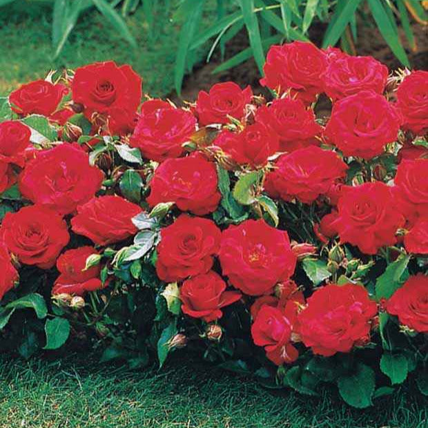 Bakker Mini-rosiers Randilla 3 couleurs racines nues