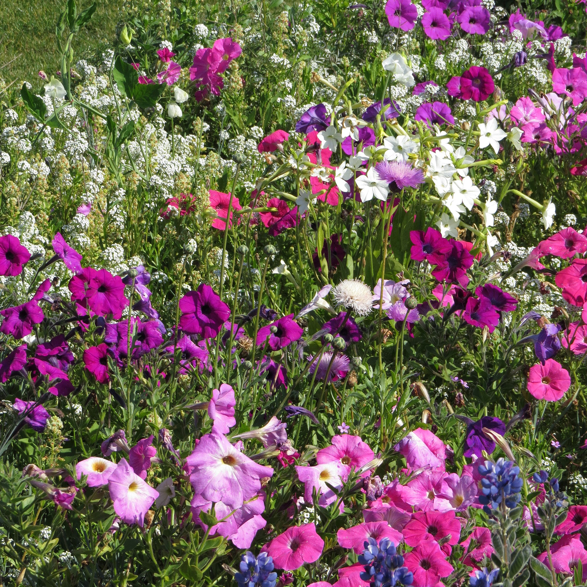 Bakker Mélange fleurs parfumées graines 20g 20m²