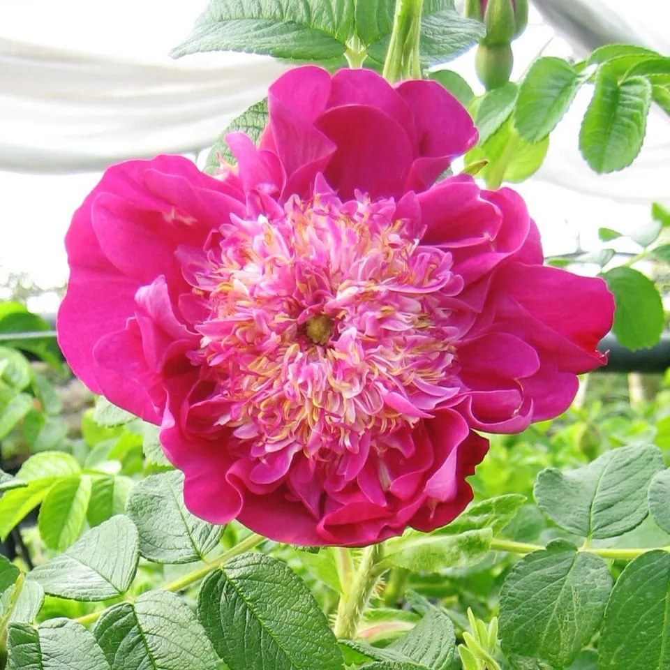 Bakker Pompom Perfume Rosier Pot 9cm Rose Pivoine
