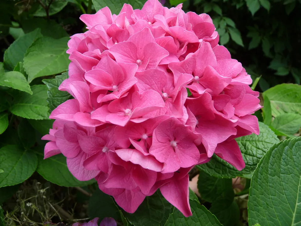 Les Hortensias du Haut Bois Prince rouge hortensia boule rouge