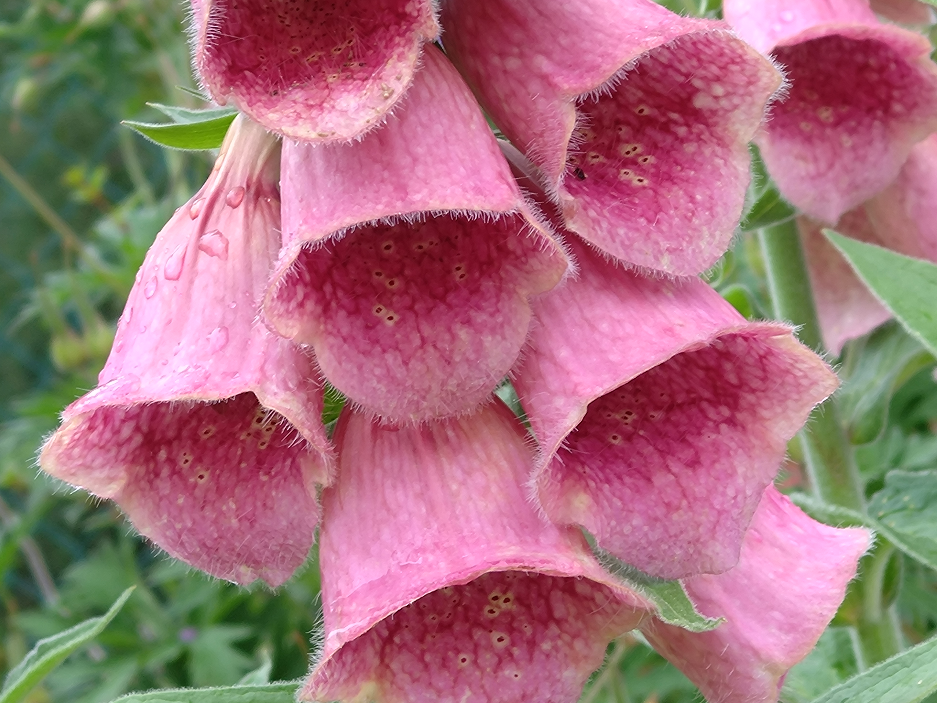 Passion Vivaces DIGITALIS mertonensis digitale pot 1 L rose pourpré