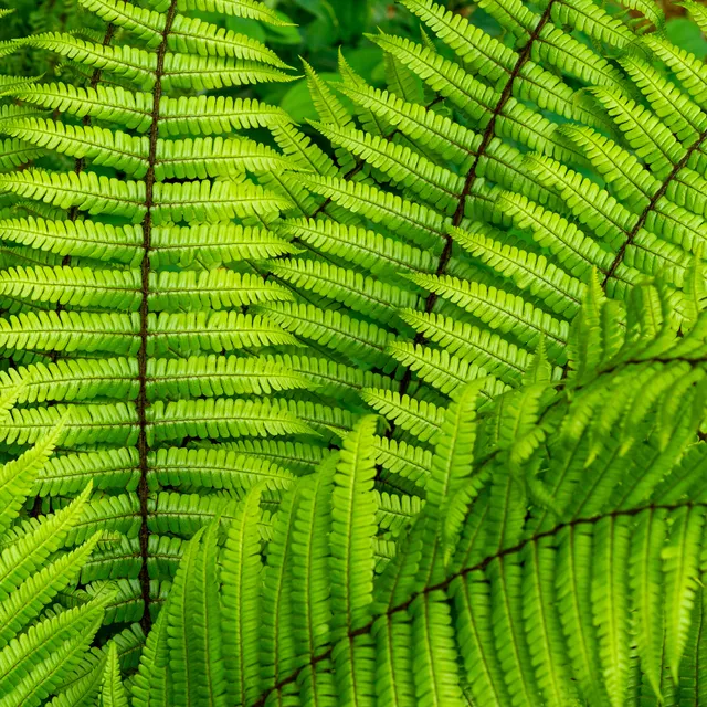 Bakker Dryopteris wallichiana fougère pot Ø 9cm ombre