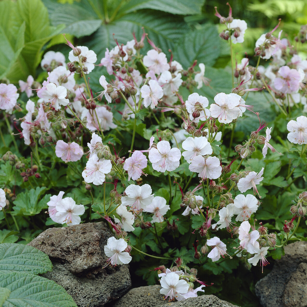 Bakker Géranium Biokovo couvre-sol vivace pot Ø 9cm