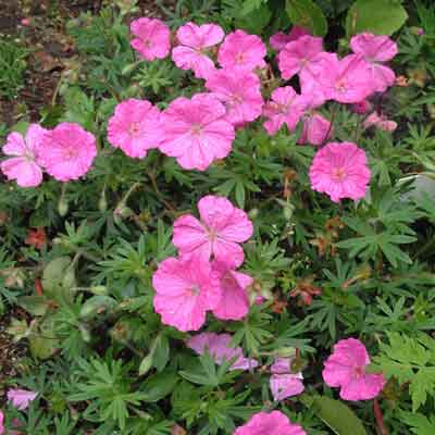 Passion Vivaces Géranium sanguineum Ankum's Pride plante vivace godet rose magenta