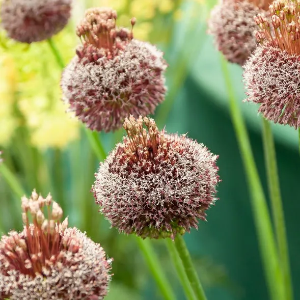 Bakker Alliums Forelock bulbes sachet 2 calibre 12cm+ marron