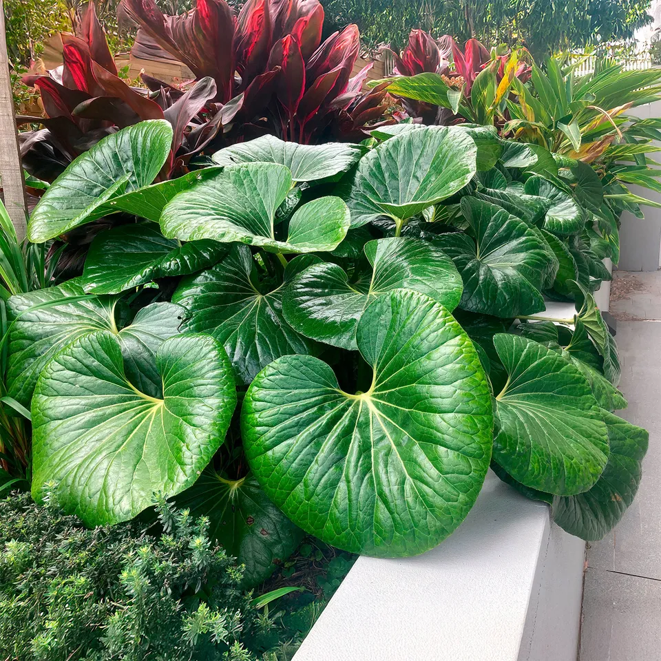 Bakker Articjungle Farfugium Gigantea pot 9cm ombre