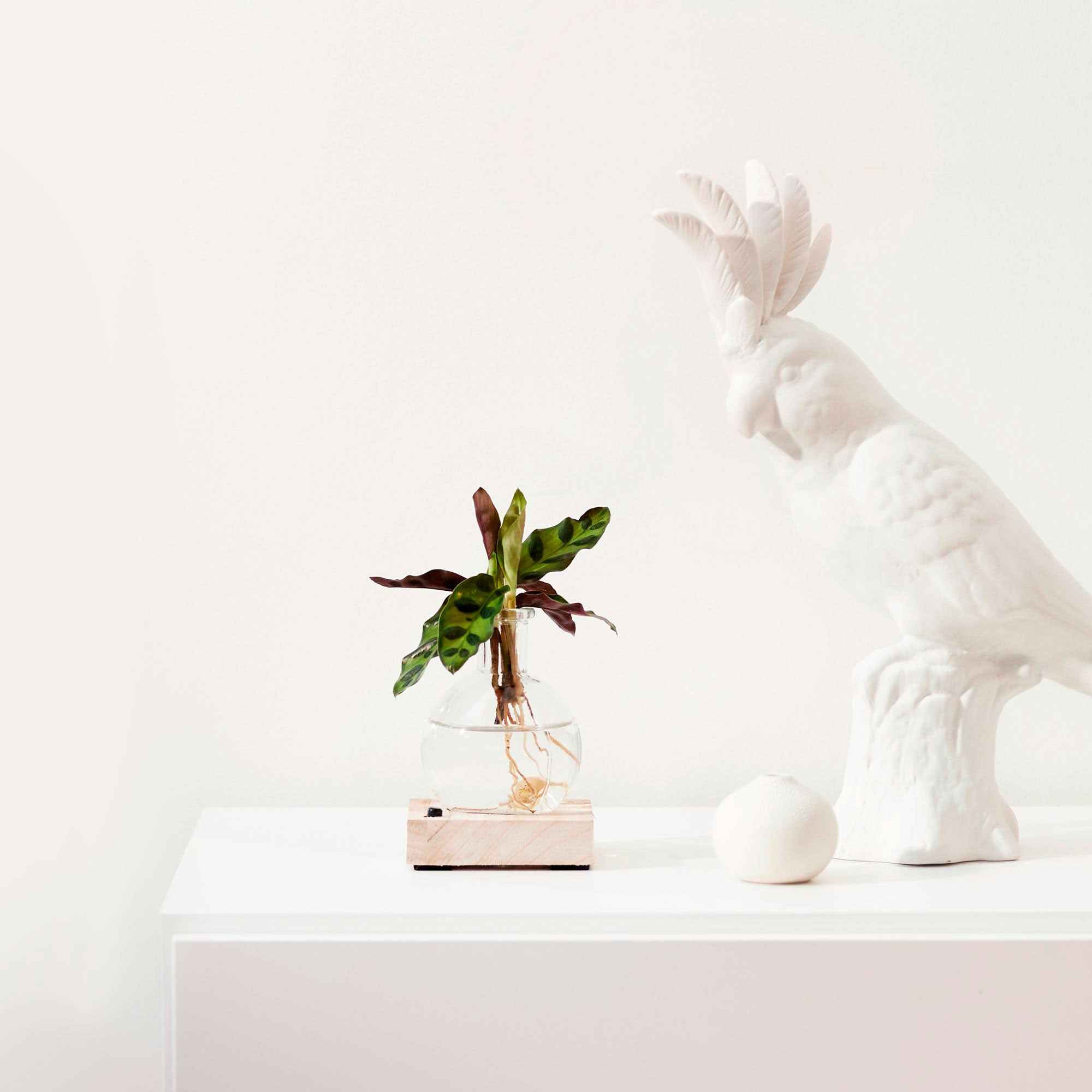 Bakker Calathea Insignis plante d'intérieur racine nue 10-20 cm