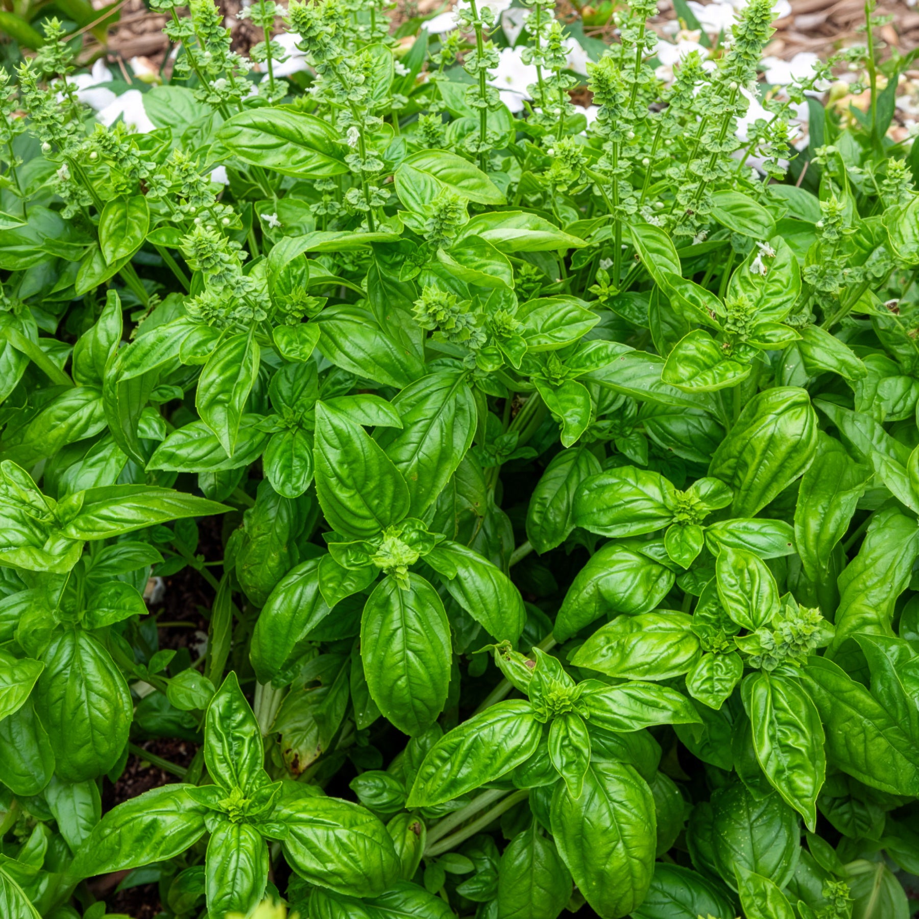Bakker Basilic Genovese Bio graine sachet 0,9g pesto