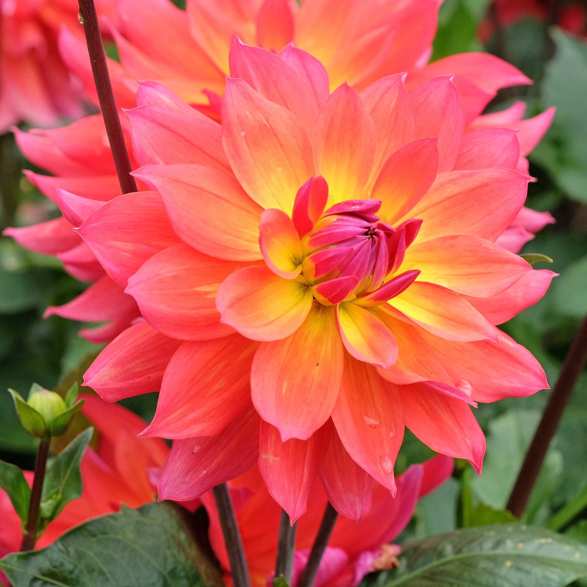 Bakker Dahlias décoratifs Tricolore 3 bulbes