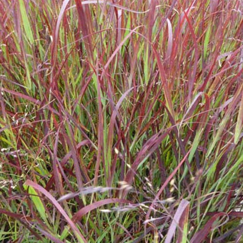Bakker Plantes d'extérieur Panic érigé Külsenmoor graminée pot Ø 9cm