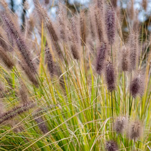Bakker Pennisetum Black Beauty herbe pot Ø 9cm