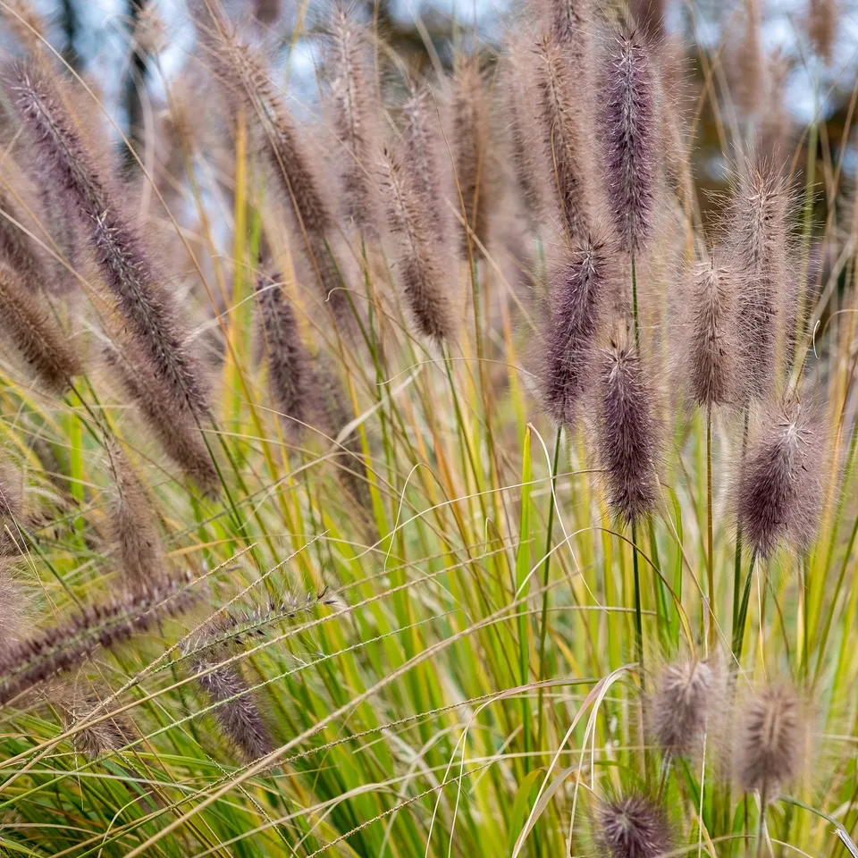 Bakker Pennisetum Black Beauty herbe pot Ø 9cm