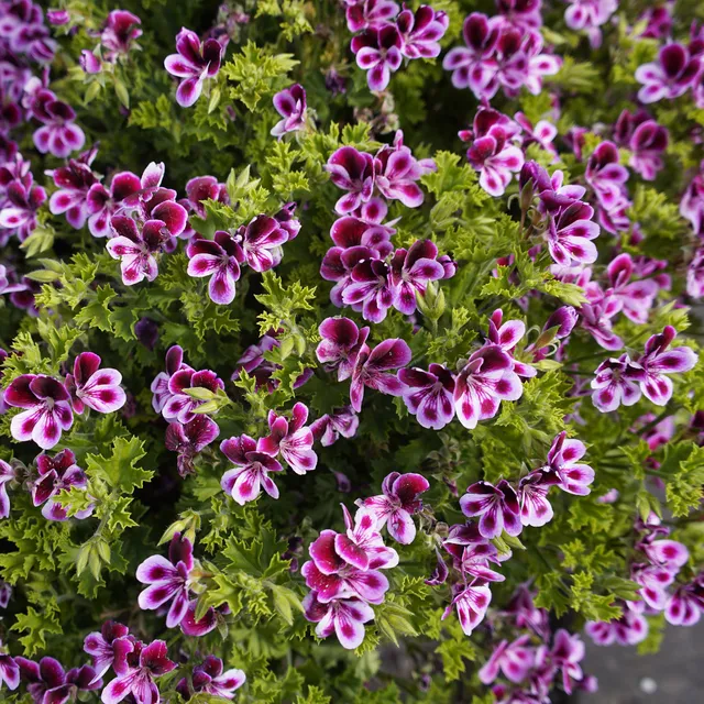 Bakker Mosquitaway Eva pelargonium odorant 3 pots violet