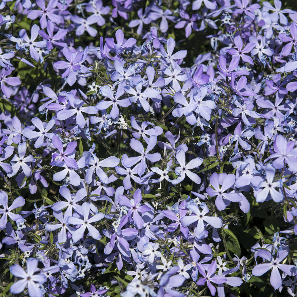 Bakker Phlox divaricata Clouds of Perfume vivace pot 9cm parfumé