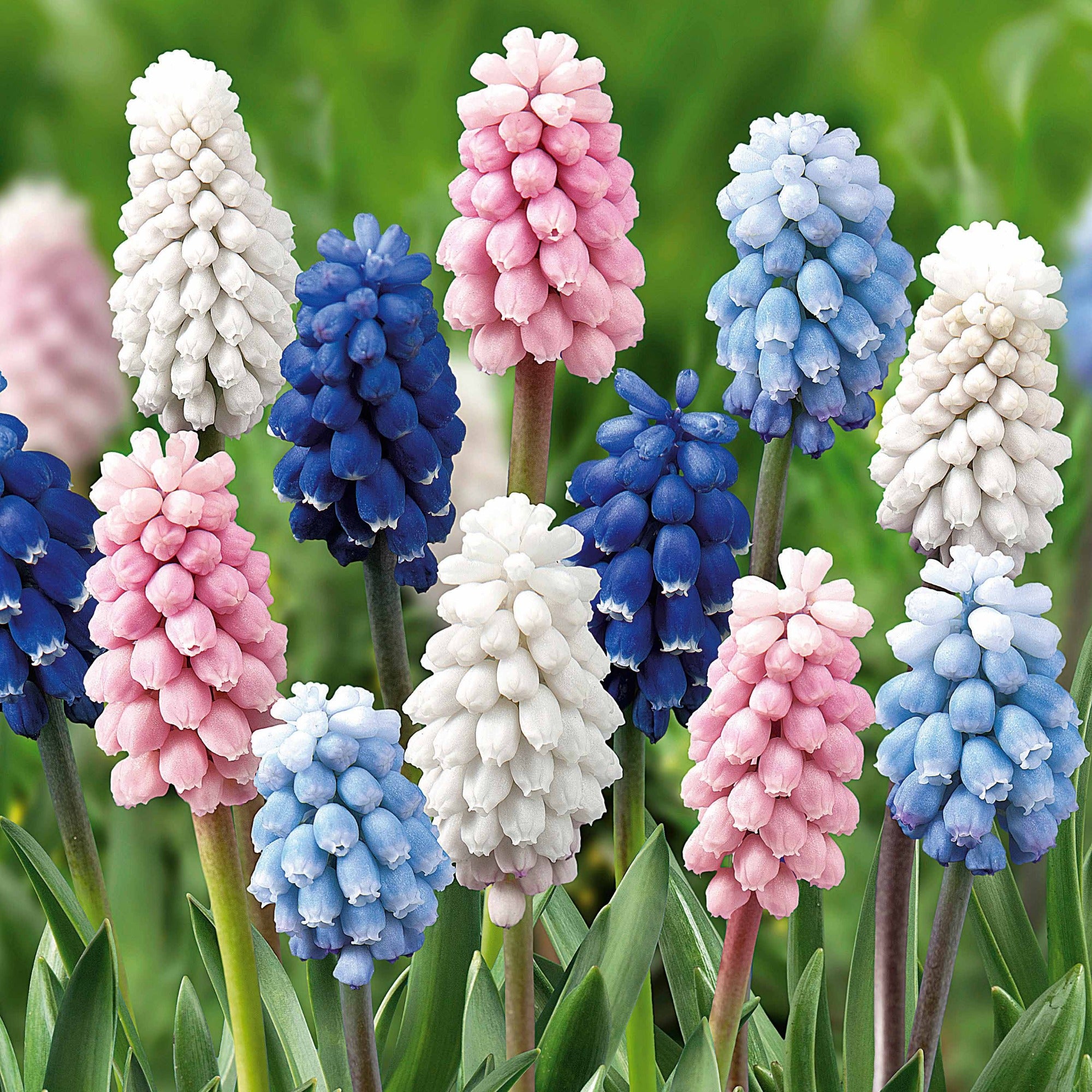Bakker Muscaris mélange bulbes fleurs sachet 25 multicolore