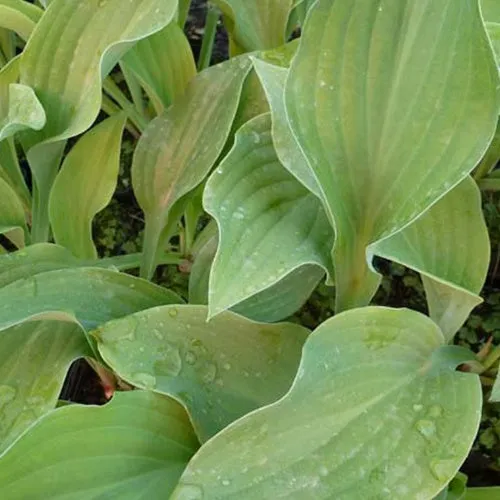Bakker Hosta Krossa Regal plante vivace pot 9cm ombre