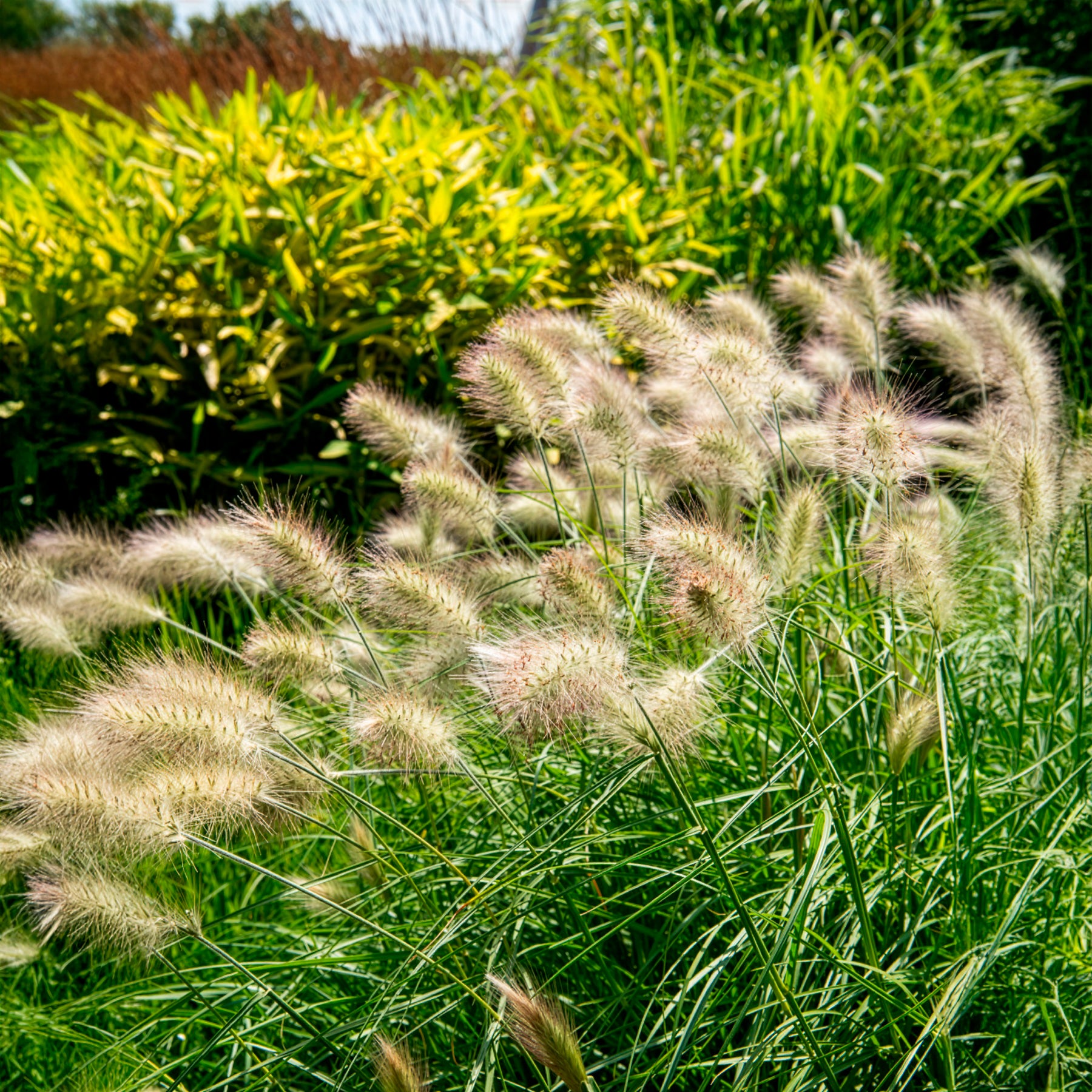 Bakker Pennisetum Herbe écouvillons hérissée graminée pot 9cm crème
