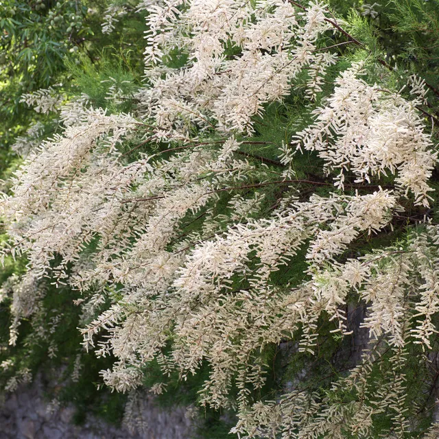 Bakker Tamaris ramosissima blanc arbuste pot 3L 40-50cm