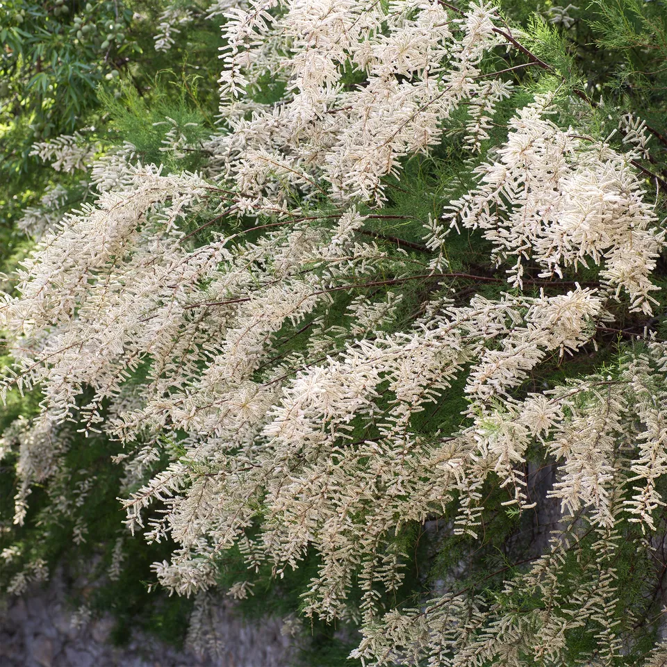 Bakker Tamaris ramosissima blanc arbuste pot 3L 40-50cm