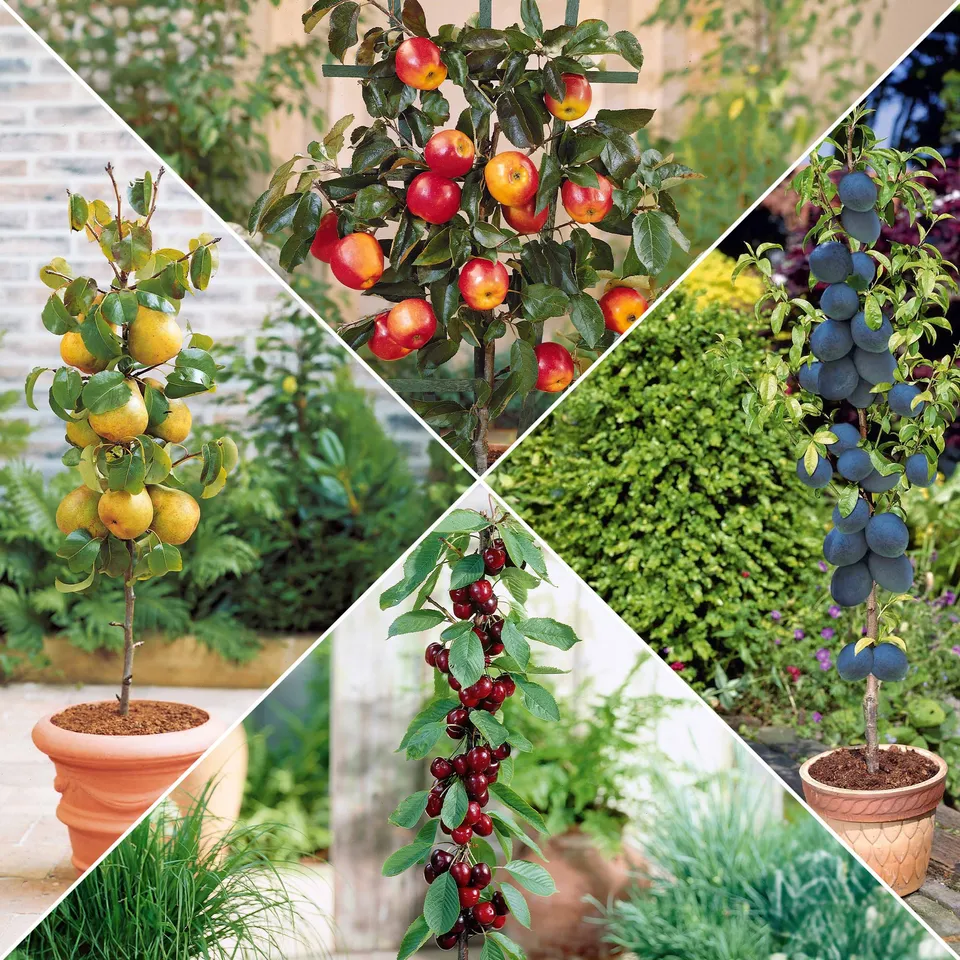 Bakker Collection 4 mini-fruitiers arbre nain pot Ø 9cm