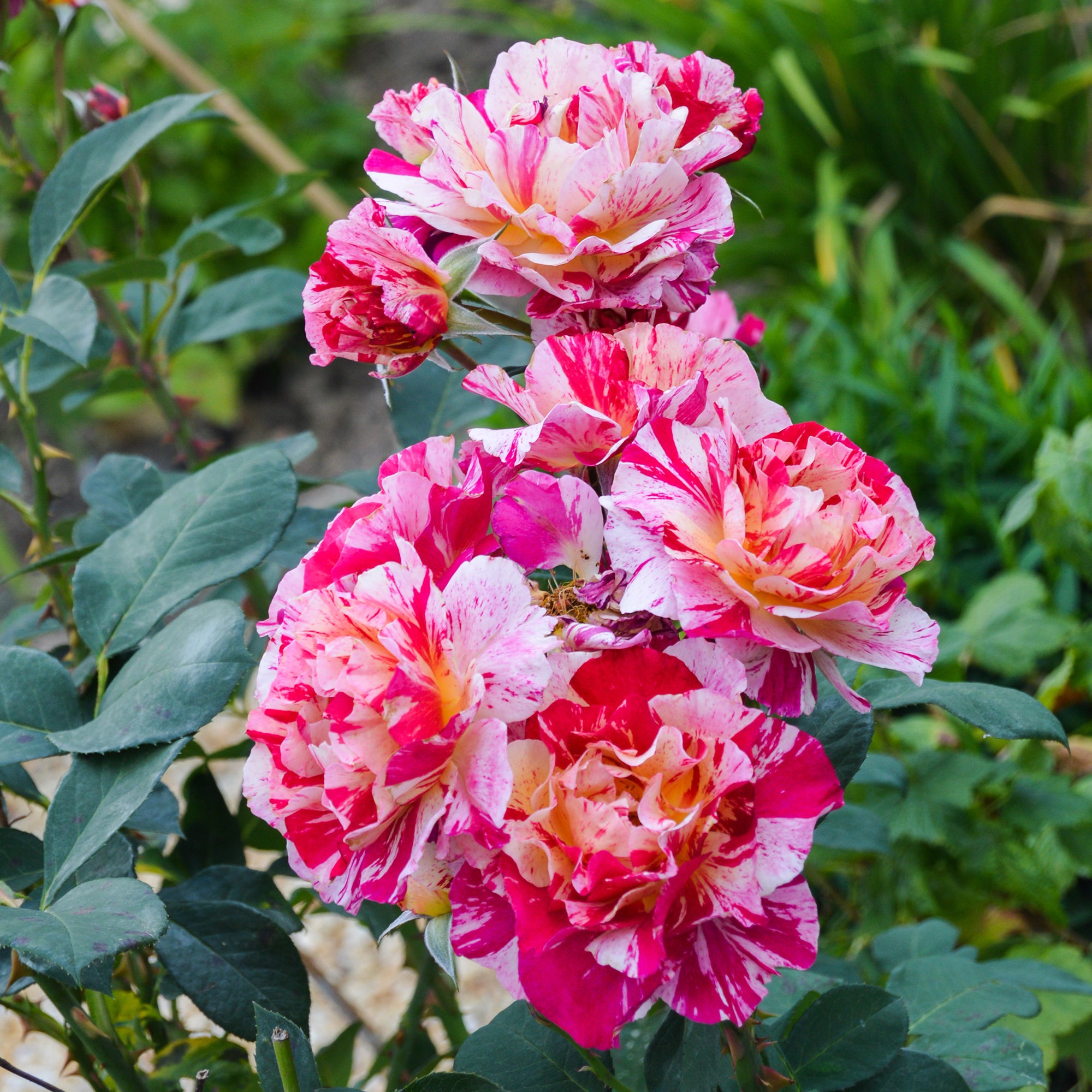 Bakker Rosier Ferdinand Pichard racine nue rose rayé