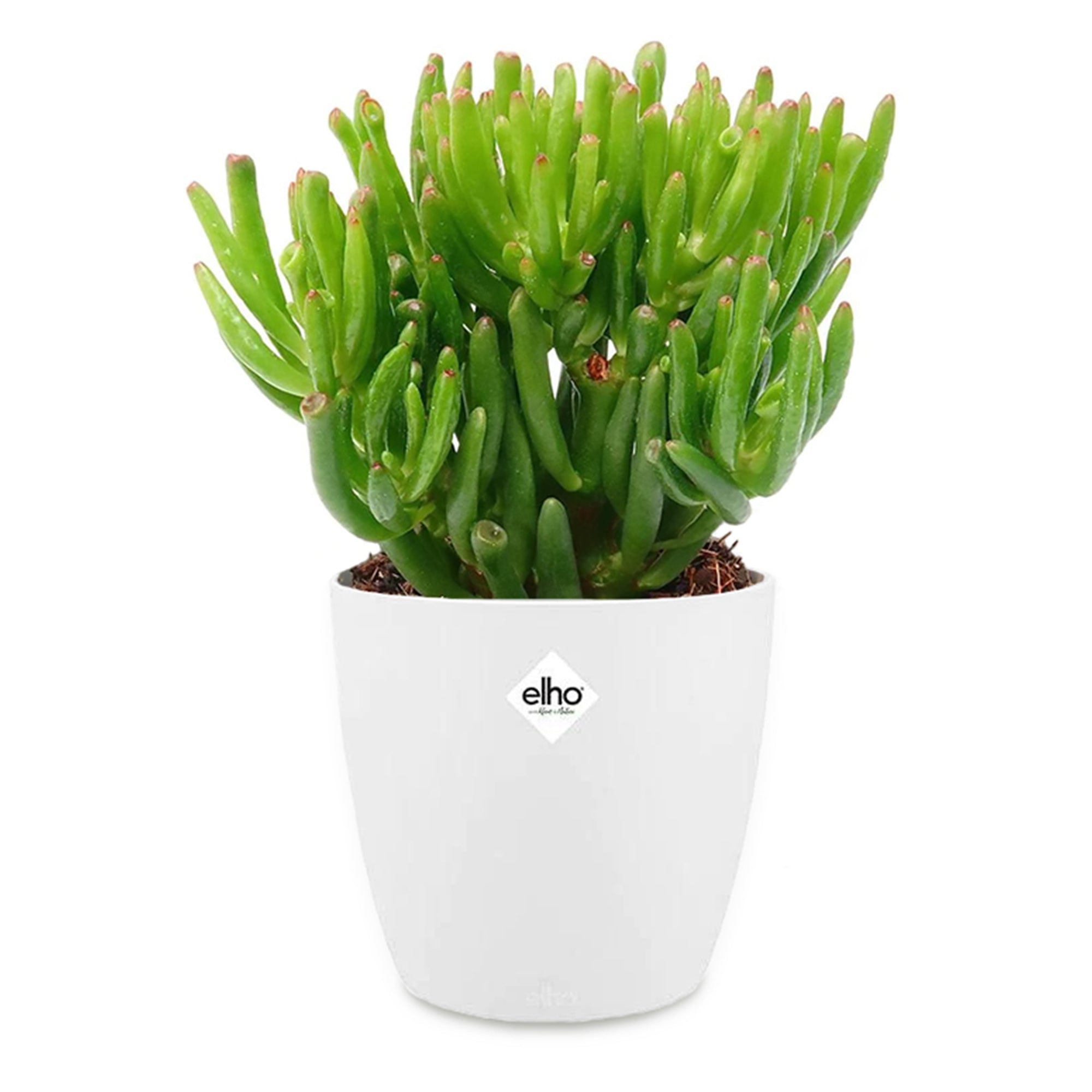 Bakker Crassula Hobbit plante grasse 2 pots Ø12cm