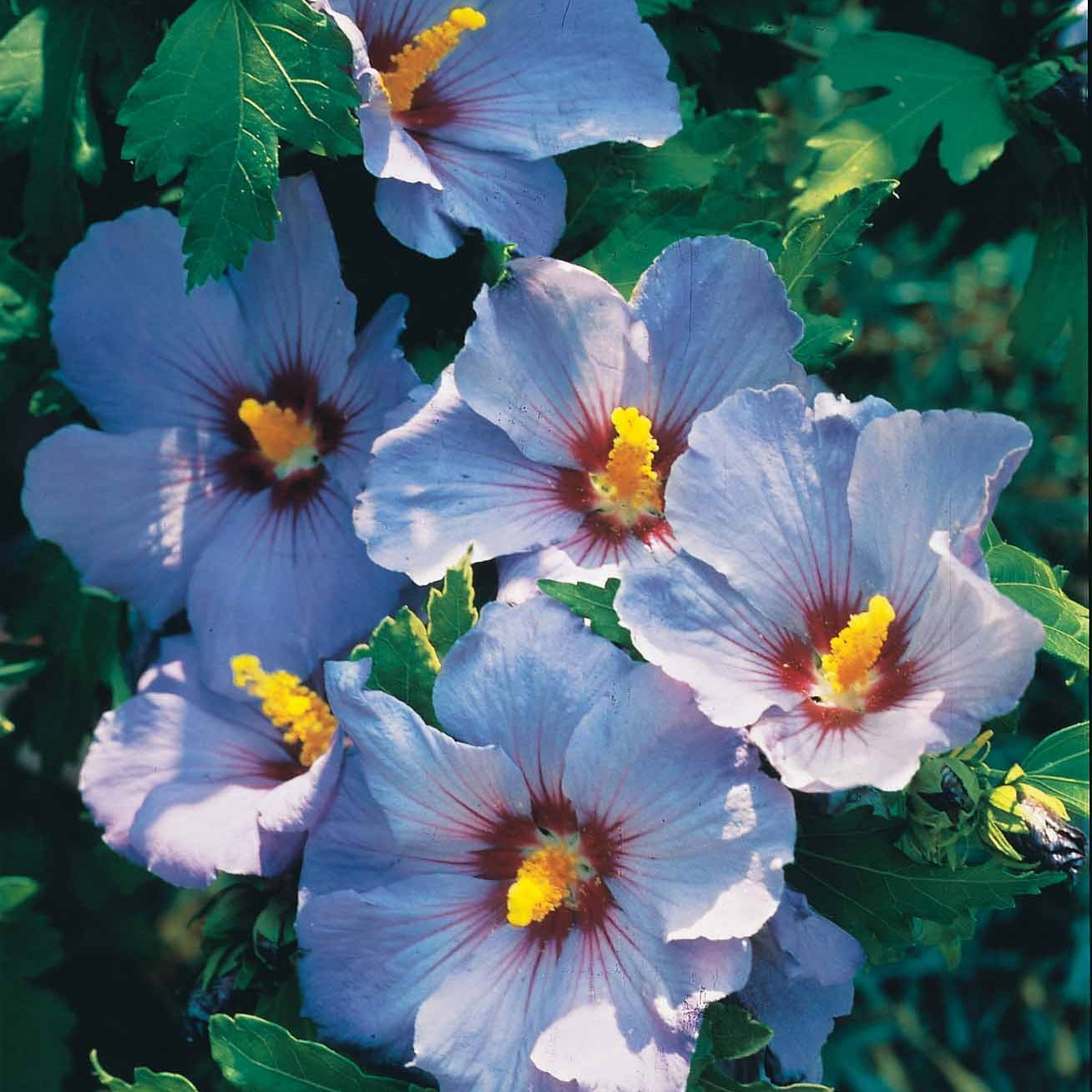 Bakker Hibiscus bleu sur tige Hibiscus syriacus arbuste pot 4L