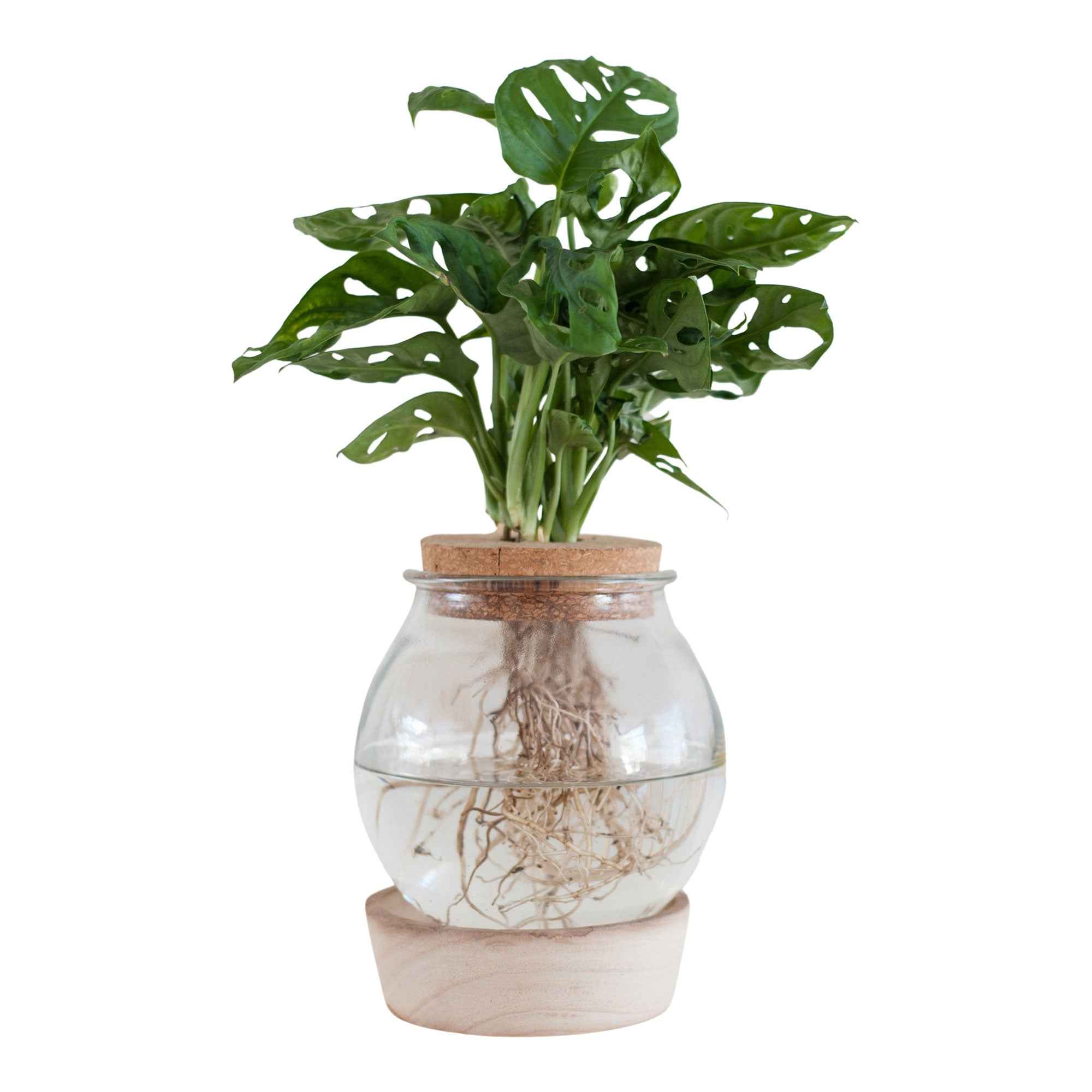 Bakker Intérieur Monstera hydroponique kit vase ampoule LED déco