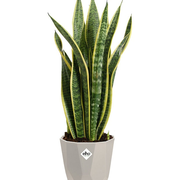 Elho B for Rock cache-pot gris pièce Ø14cm intérieur