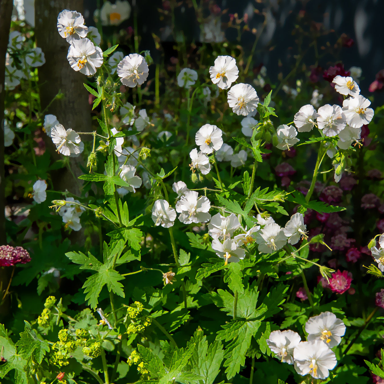 Bakker Géranium vivace fleurs blanches pot Ø9cm ombre