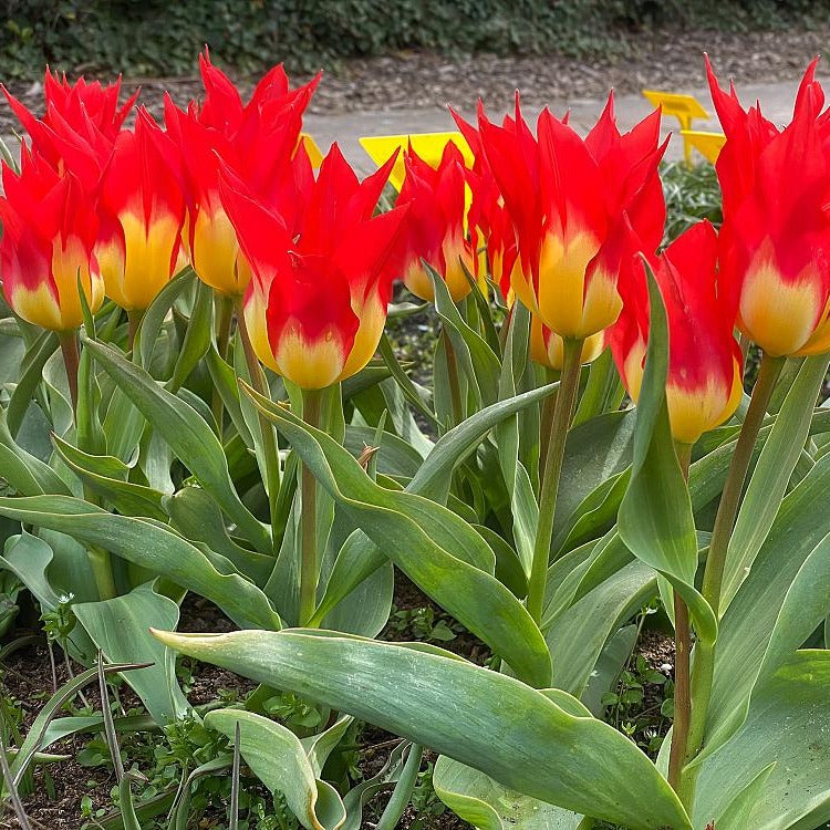 Bakker Tulipe Flames Mystery 5 bulbes rouge fosteriana mars