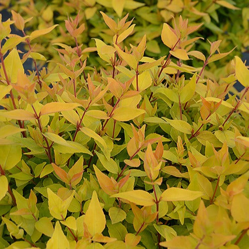 Bakker Abélia Gold Touch BMR Gold arbuste pot 3L 20-30cm