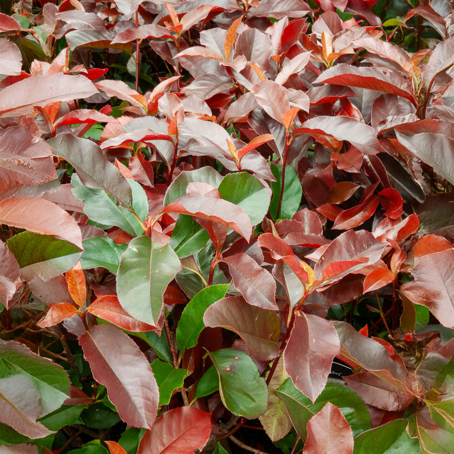 Bakker Photinia Camilvy arbuste pot 2L haie rouge persistant