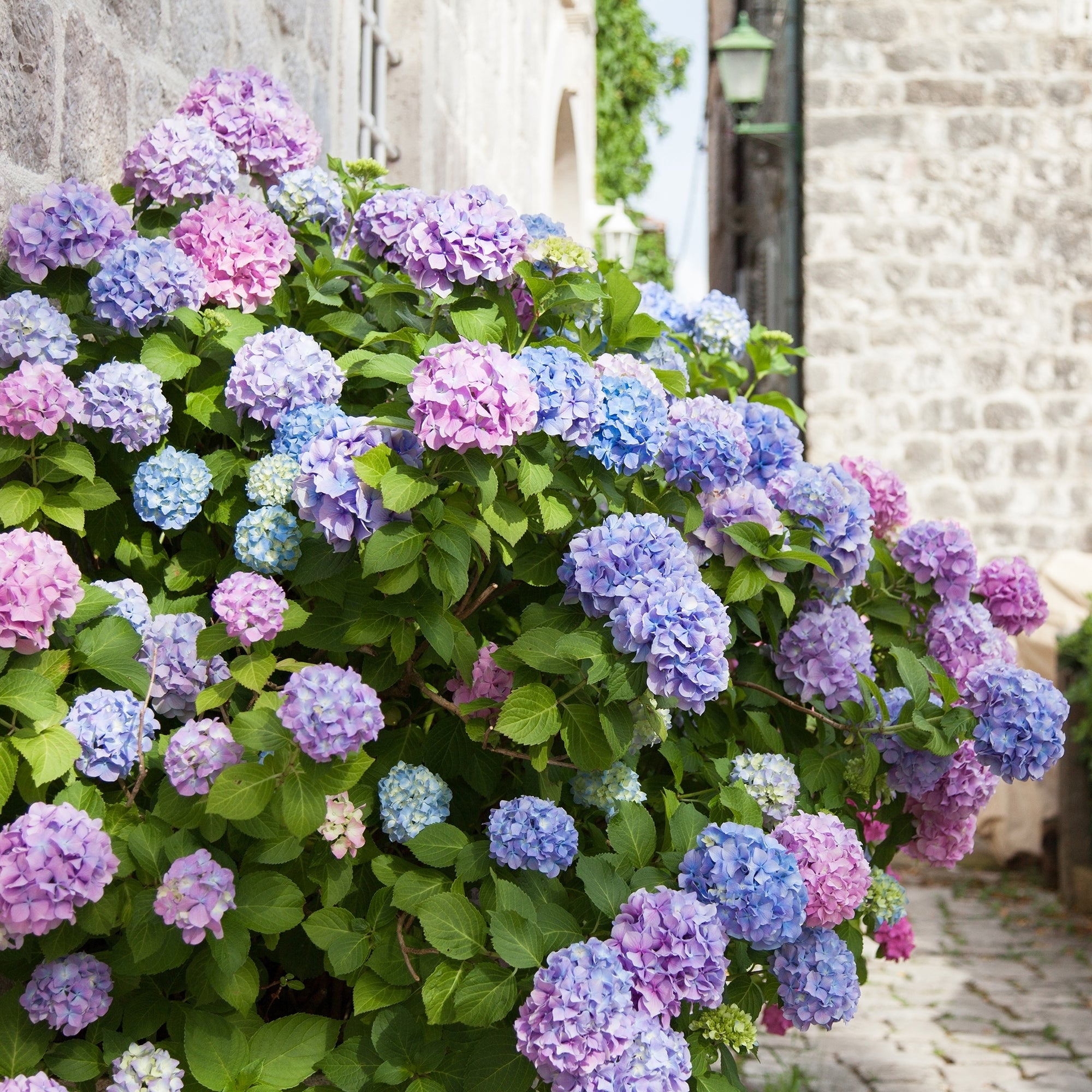 Bakker Hortensia tricolore Hydrangea pot 1,5L rose bleu blanc